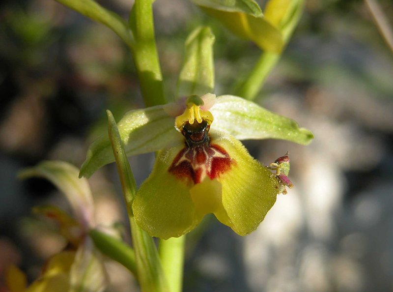 O. LACAITAE  CON  MICROGRILLO