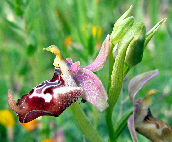 Ophrys oxyrrhynchos e...