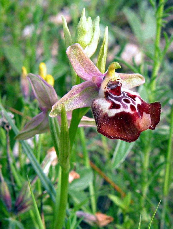 Ophrys oxyrrhynchos e...