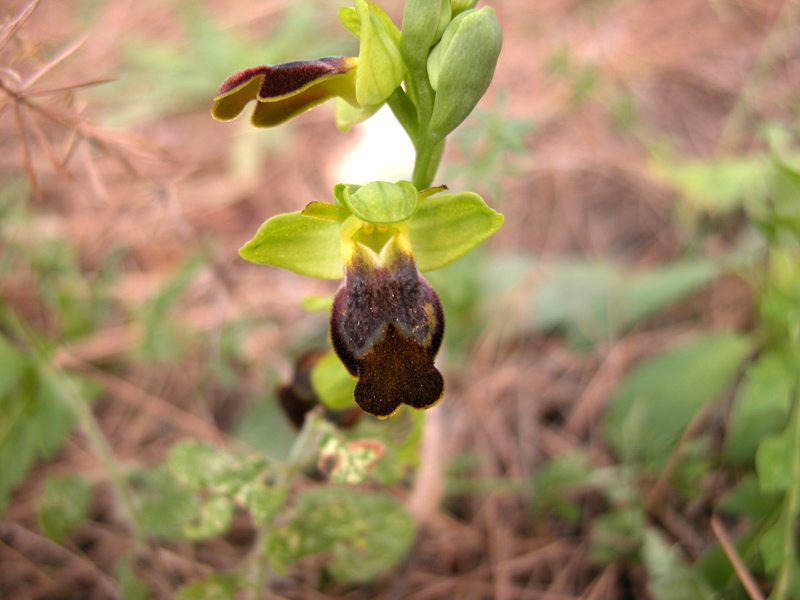 Sicilia Orientale (Ophrys ed altro)