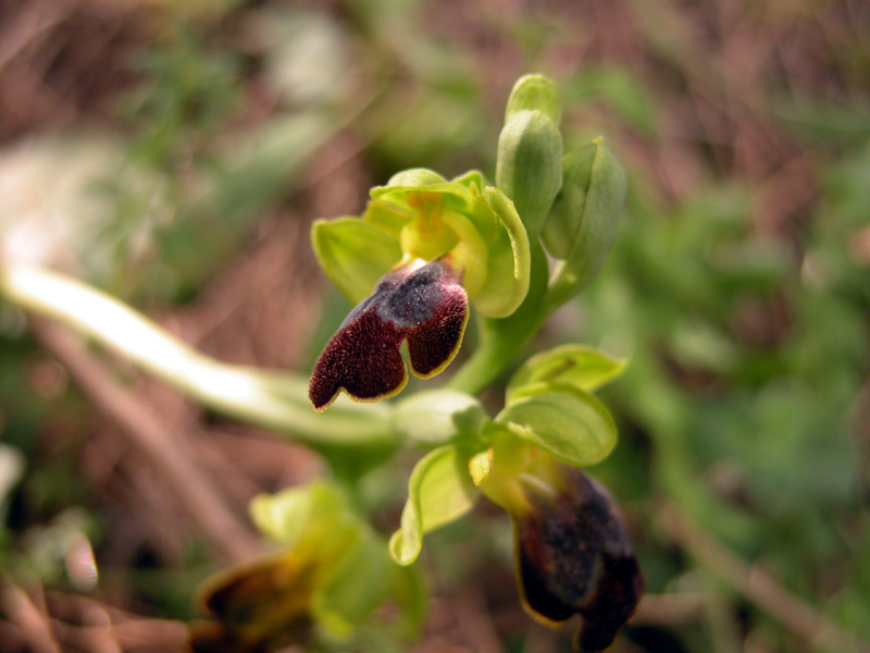 Sicilia Orientale (Ophrys ed altro)