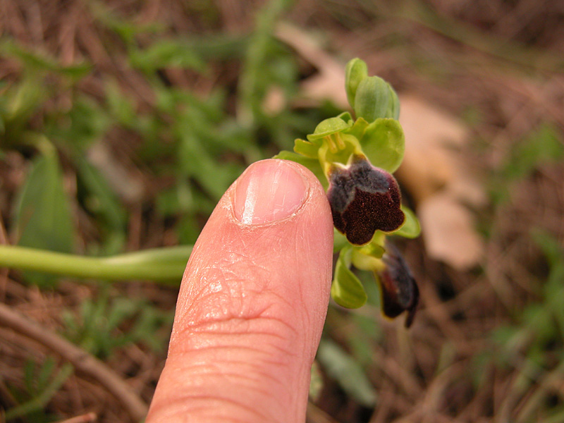 Sicilia Orientale (Ophrys ed altro)