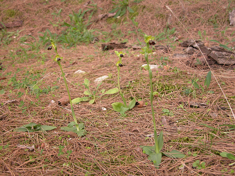 Sicilia Orientale (Ophrys ed altro)