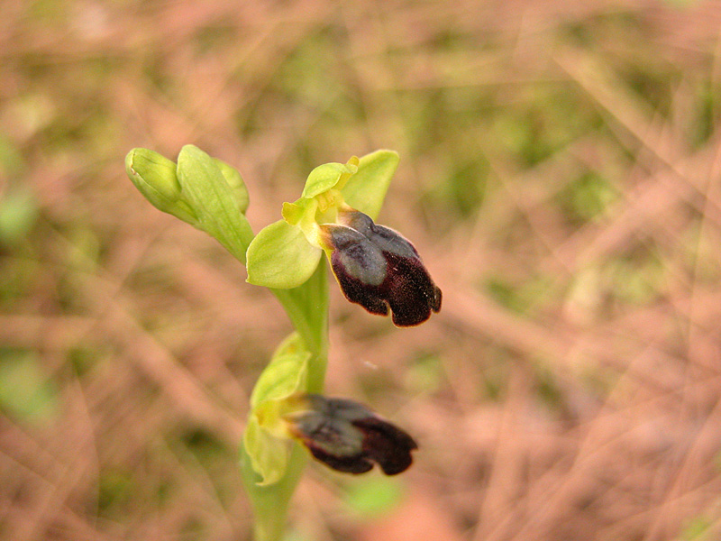 Sicilia Orientale (Ophrys ed altro)