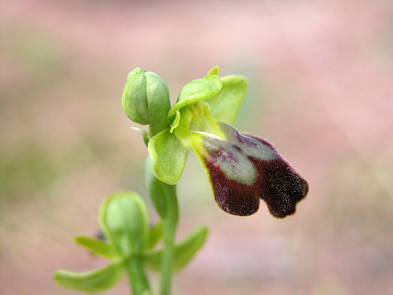 Sicilia Orientale (Ophrys ed altro)