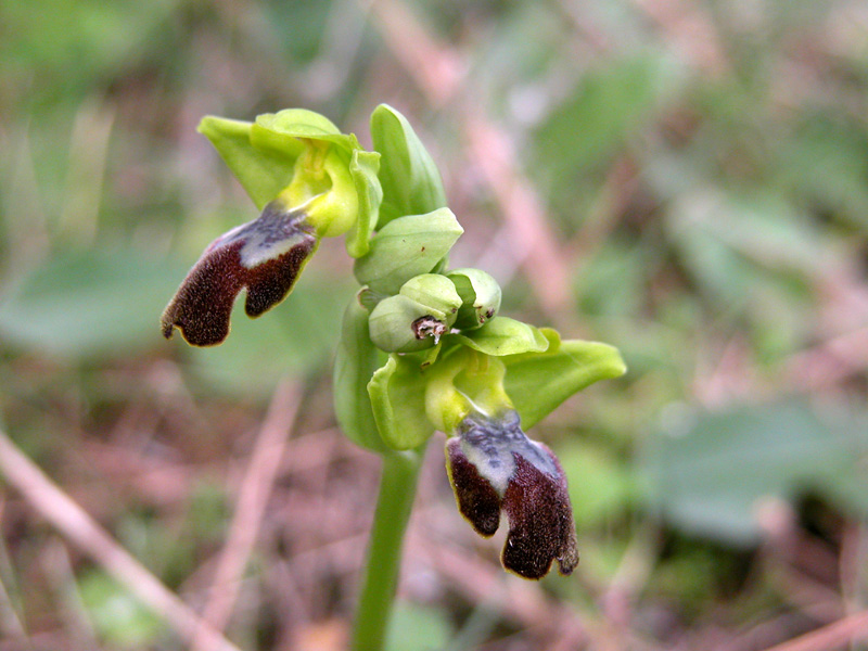 Sicilia Orientale (Ophrys ed altro)