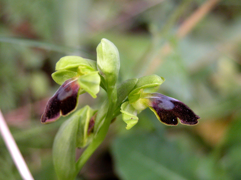 Sicilia Orientale (Ophrys ed altro)