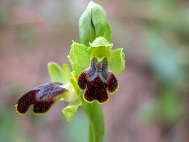 Sicilia Orientale (Ophrys ed altro)