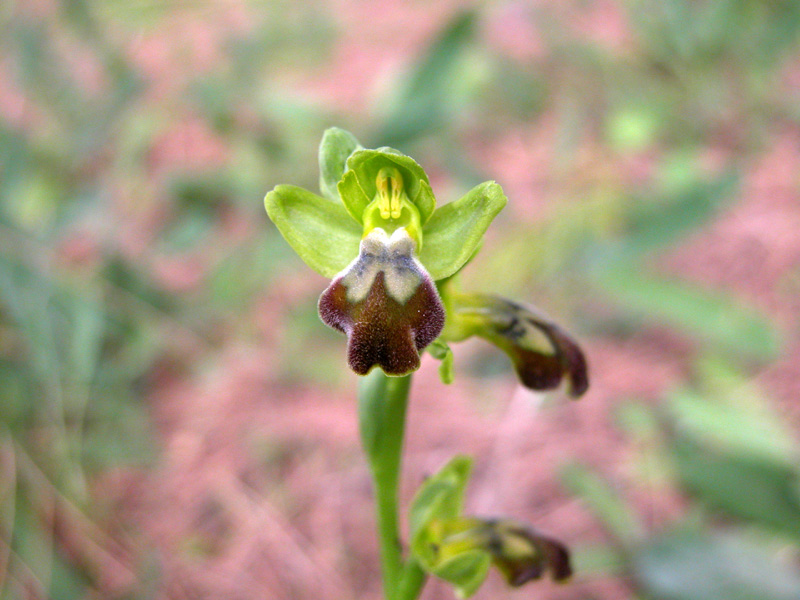 Sicilia Orientale (Ophrys ed altro)