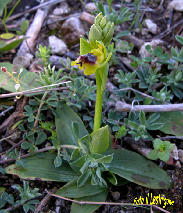 Ophrys archimedea