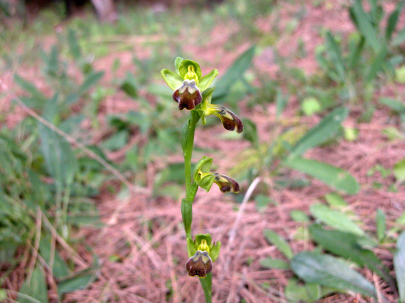 Sicilia Orientale (Ophrys ed altro)