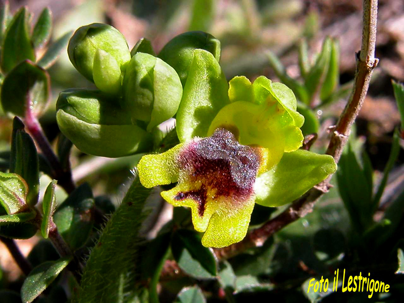 Ophrys archimedea