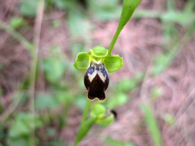 Sicilia Orientale (Ophrys ed altro)