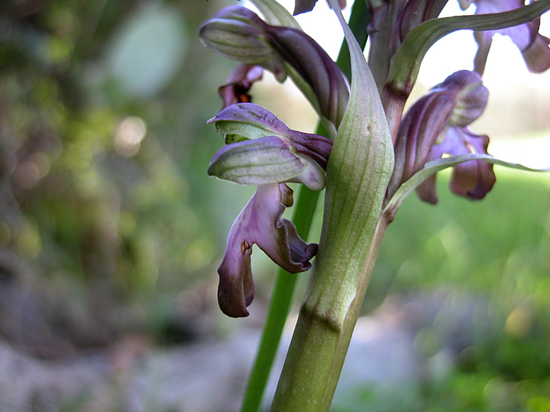 Barlie e O.Fusca (Sicilia orientale)