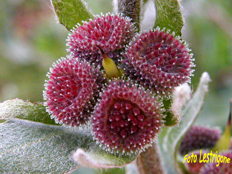 Cynoglossum cheirifolium / Lingua di cane giallastra (macro dei frutti)