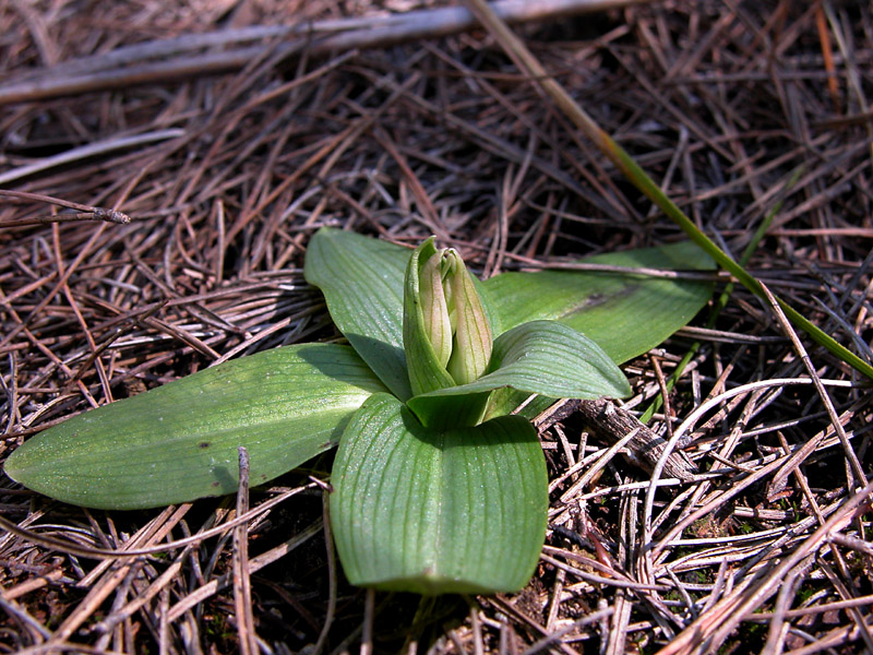 Ophrys iricolor