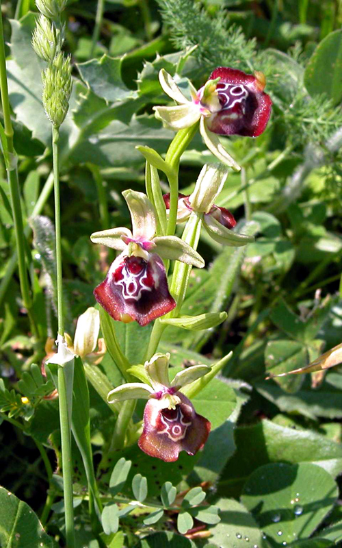 Ophrys oxyrrhynchos e...