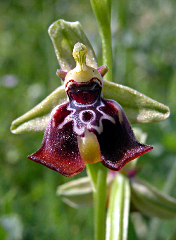 Ophrys oxyrrhynchos e...