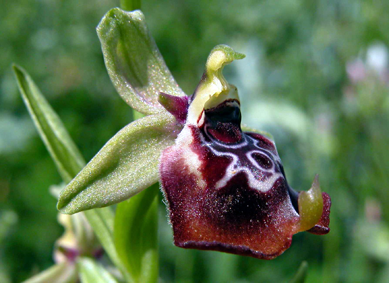 Ophrys oxyrrhynchos e...