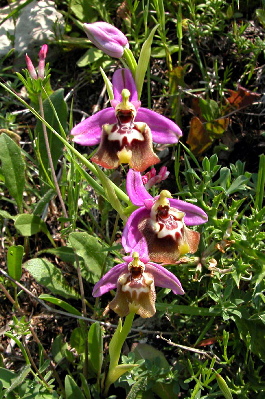 Ophrys oxyrrhynchos e...