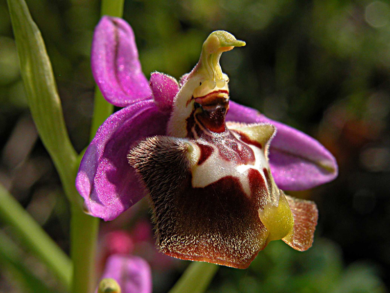 Ophrys oxyrrhynchos e...