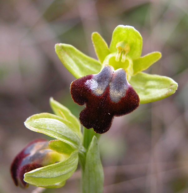 Ophrys iricolor