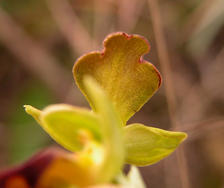 Ophrys iricolor