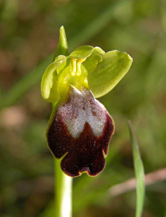 Ophrys fusca