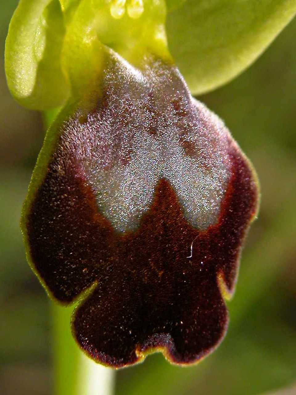 Ophrys fusca