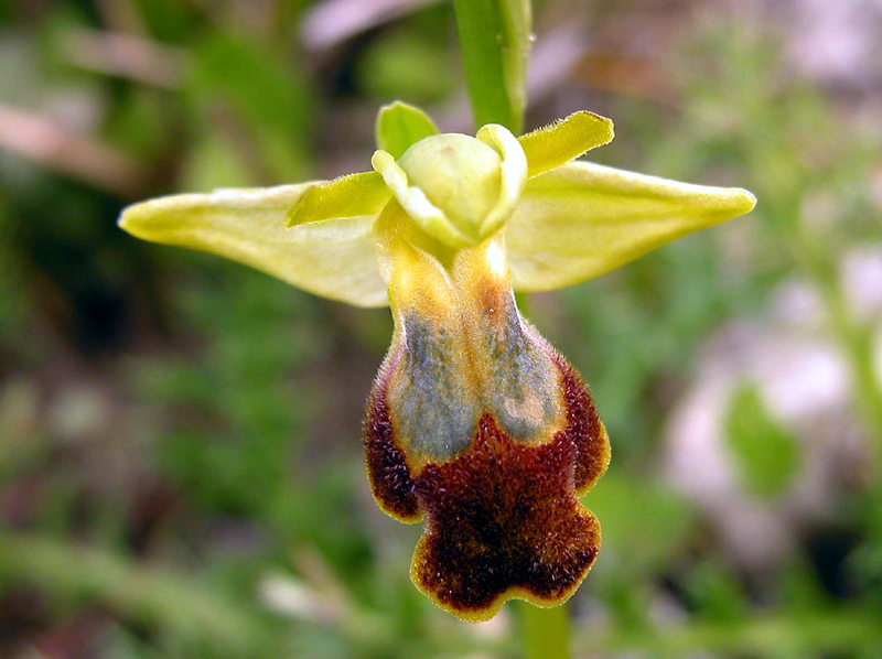 Ophrys iricolor