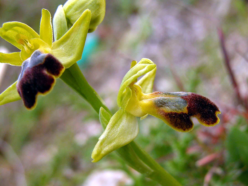 Ophrys iricolor