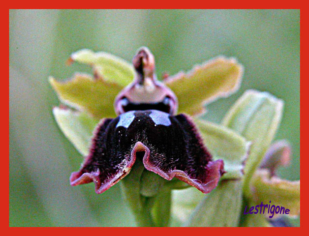 Ophrys passionis (=Ophrys garganica)