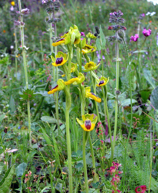 O. lutea... variabilit.