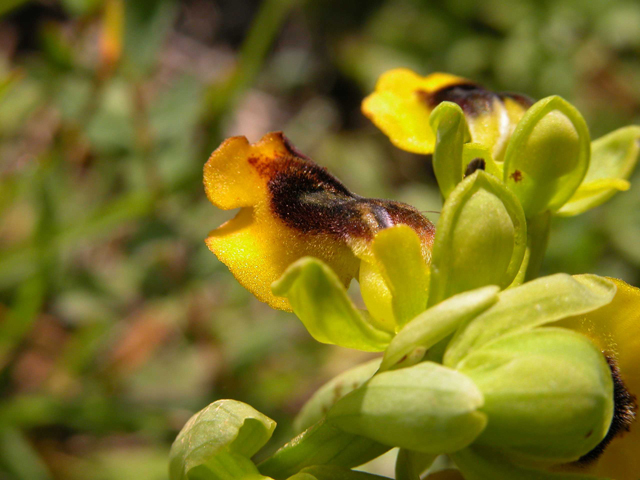 O. lutea... variabilit.