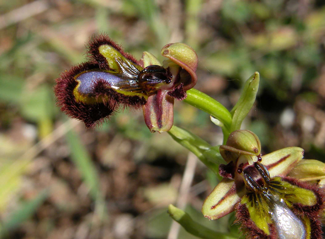 SICILIA - Orchidee di Pantalica