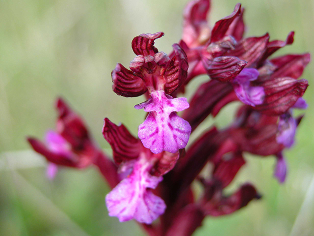 O. Papilionacea...? ibrido...? aiuto!!!!