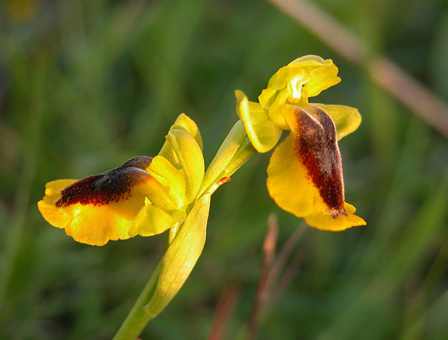 Orchidee al tramonto