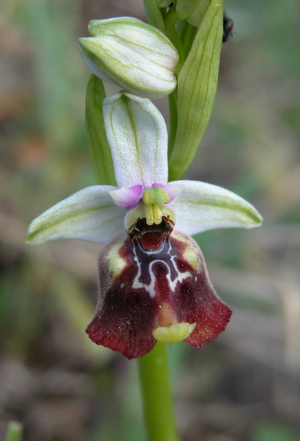 SICILIA - Orchidee di Pantalica