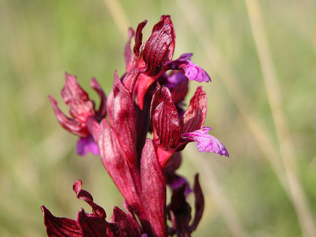 O. Papilionacea...? ibrido...? aiuto!!!!