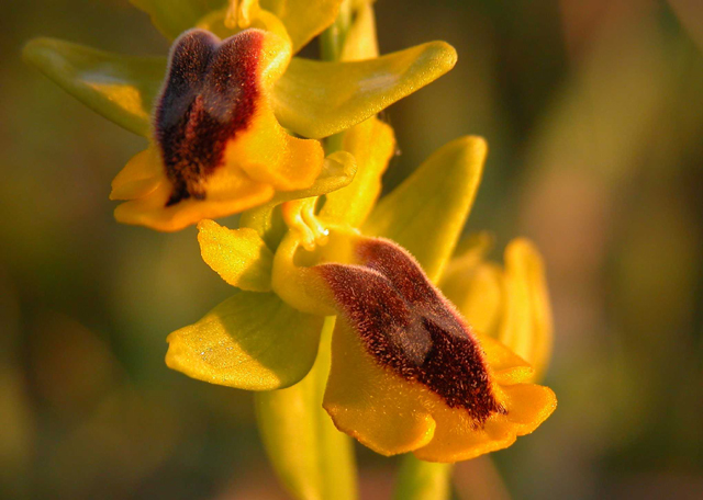 Orchidee al tramonto