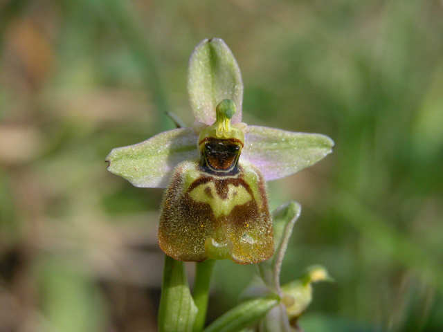 SICILIA - Orchidee di Pantalica