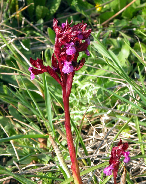 O. Papilionacea...? ibrido...? aiuto!!!!