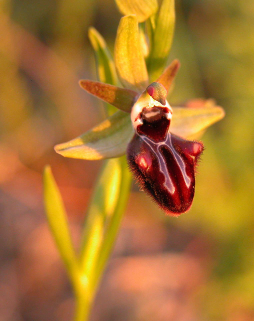 Orchidee al tramonto