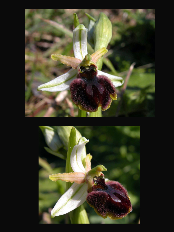 Ophrys sphegodes subsp. panormitana - Sicilia Occidentale