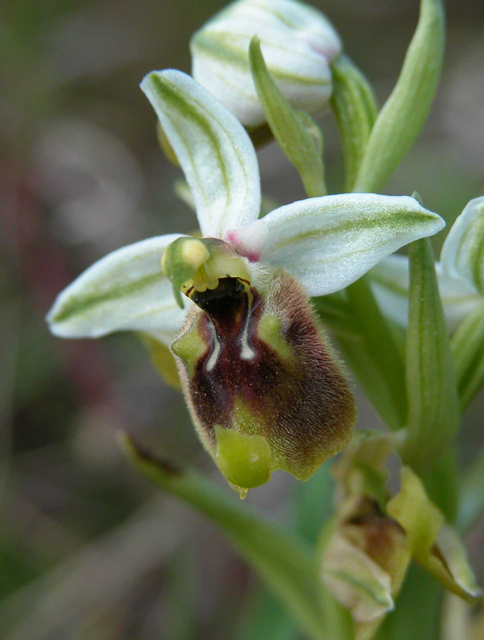 SICILIA - Orchidee di Pantalica