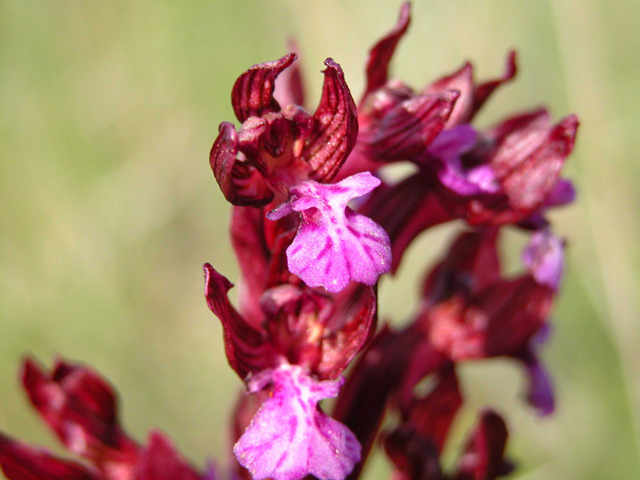 O. Papilionacea...? ibrido...? aiuto!!!!