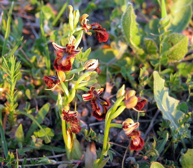 Orchidee al tramonto