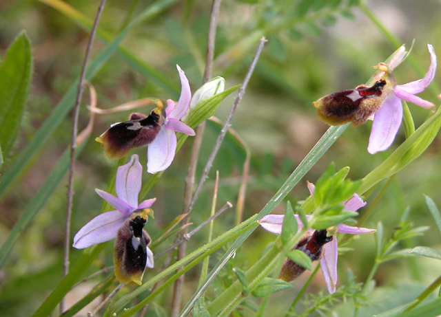 SICILIA - Orchidee di Pantalica