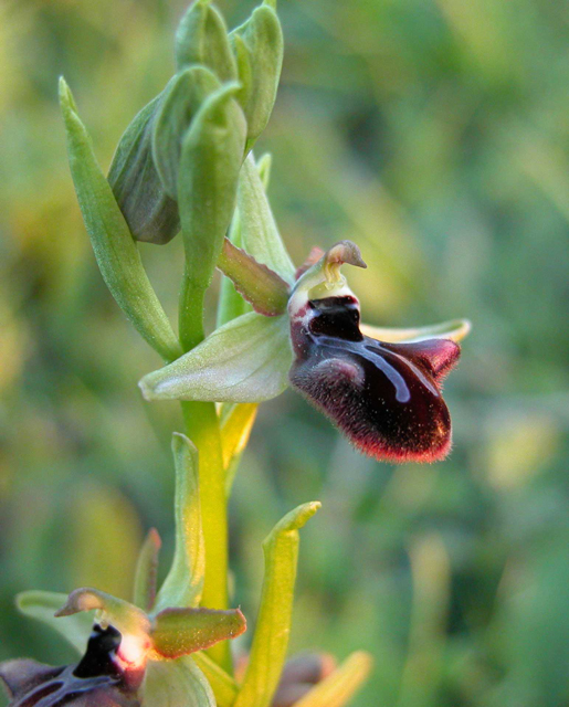 Orchidee al tramonto