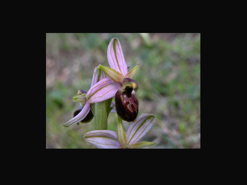 Ophrys exaltata subsp. exaltata???